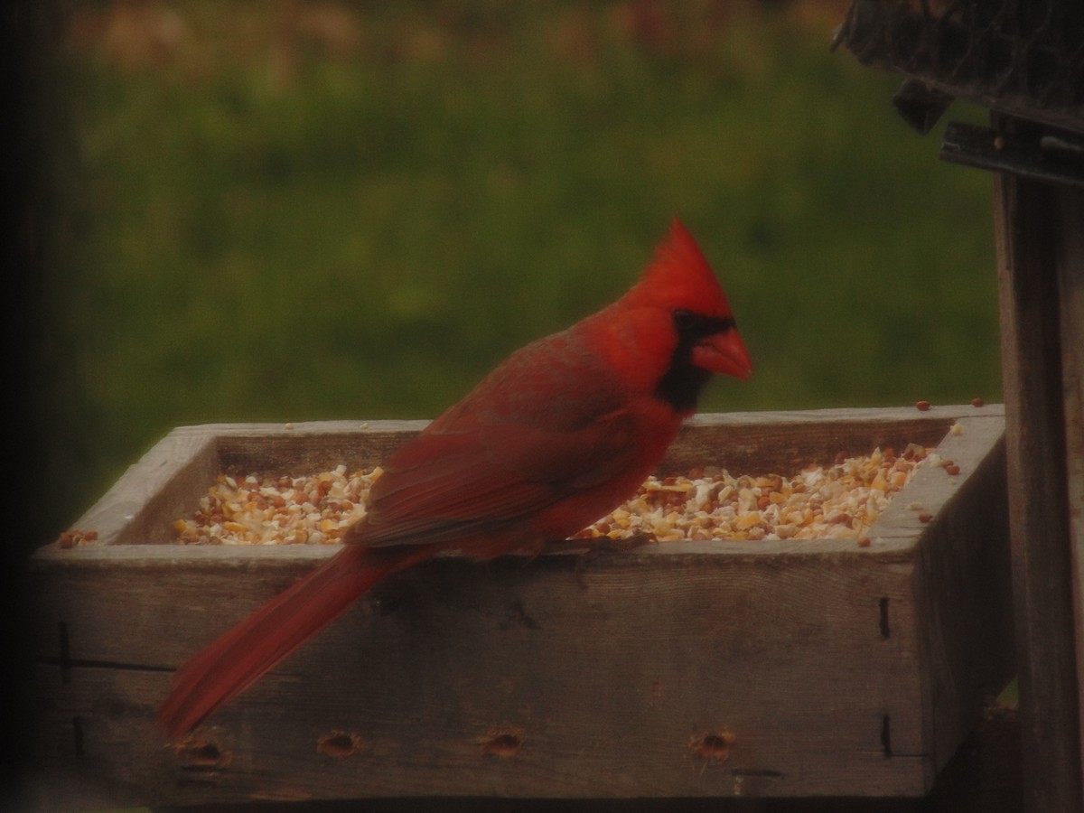Northern Cardinal (Common) - ML204216801