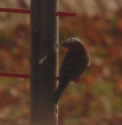 House Finch (Common) - ML204216811