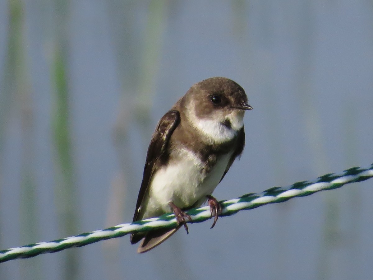 Bank Swallow - Ross Wauben