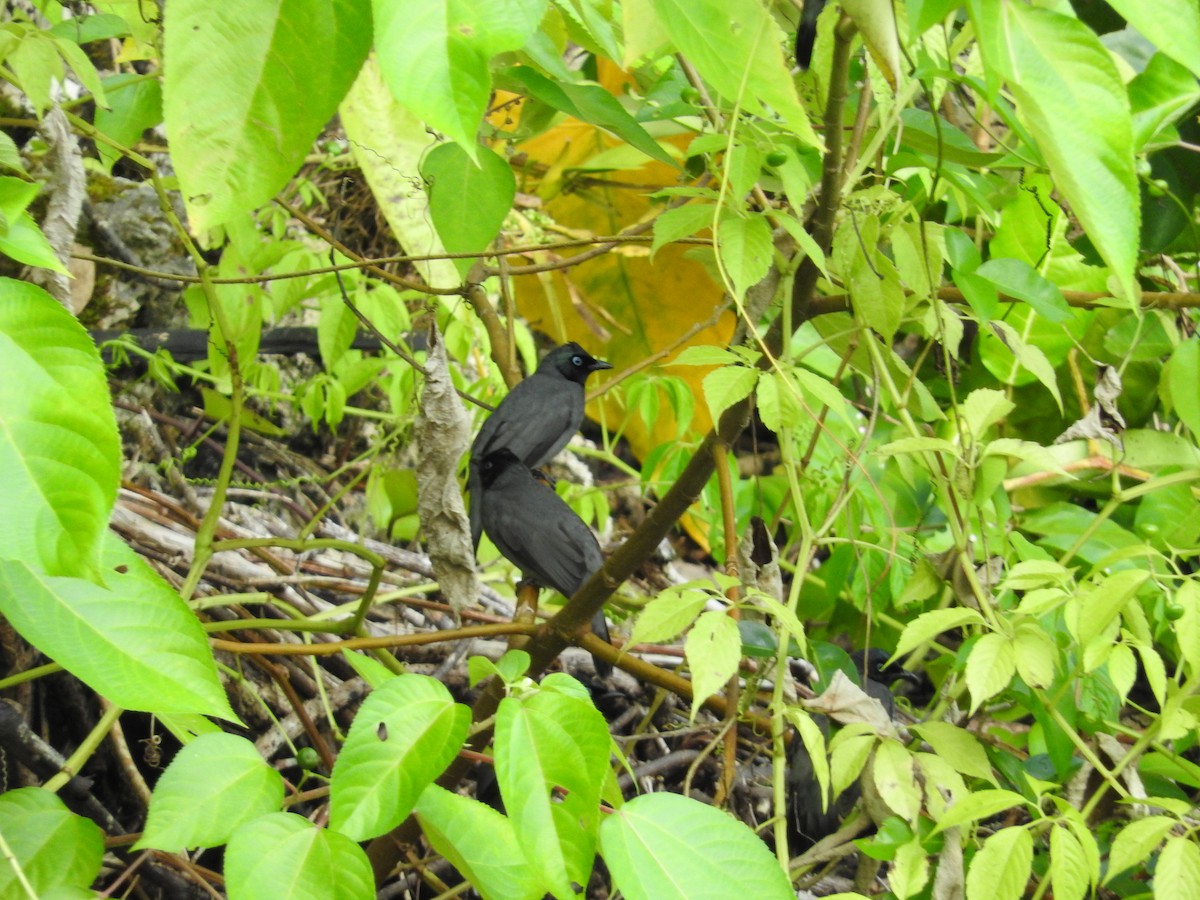 Black-headed Bulbul - ML204217241