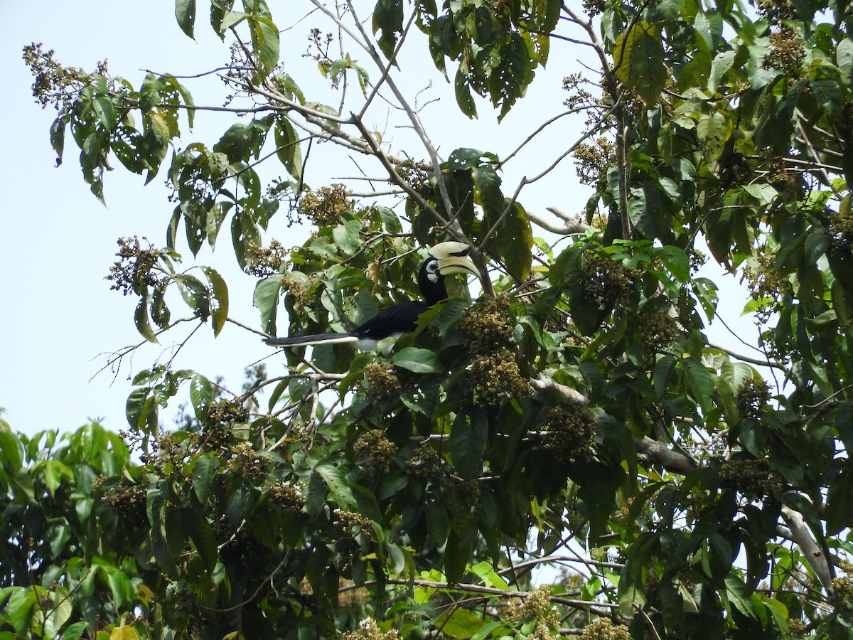 Oriental Pied-Hornbill - ML204217291