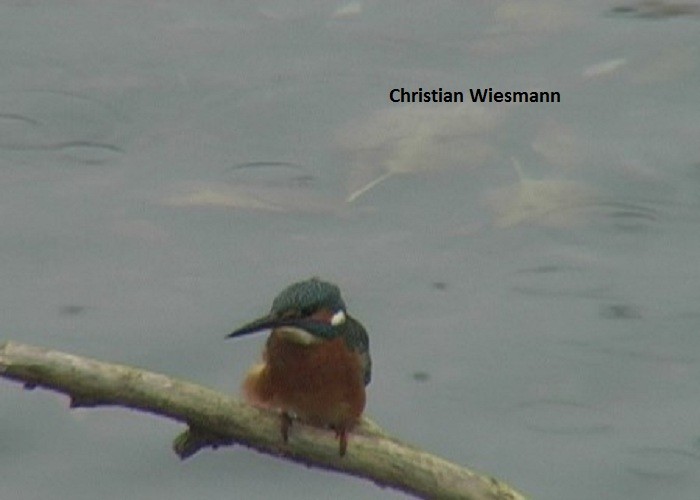 Common Kingfisher - Christian Wiesmann