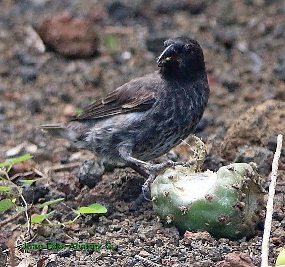 Common Cactus-Finch - ML204217391