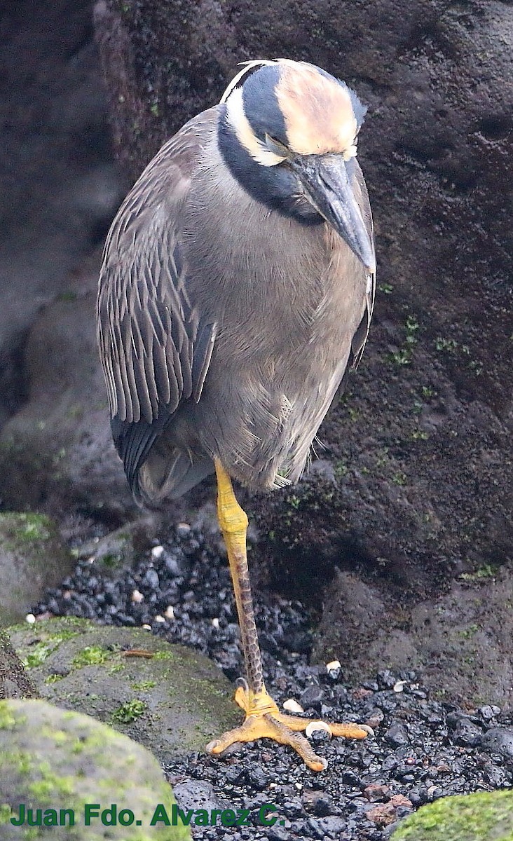 Yellow-crowned Night Heron - ML204217431