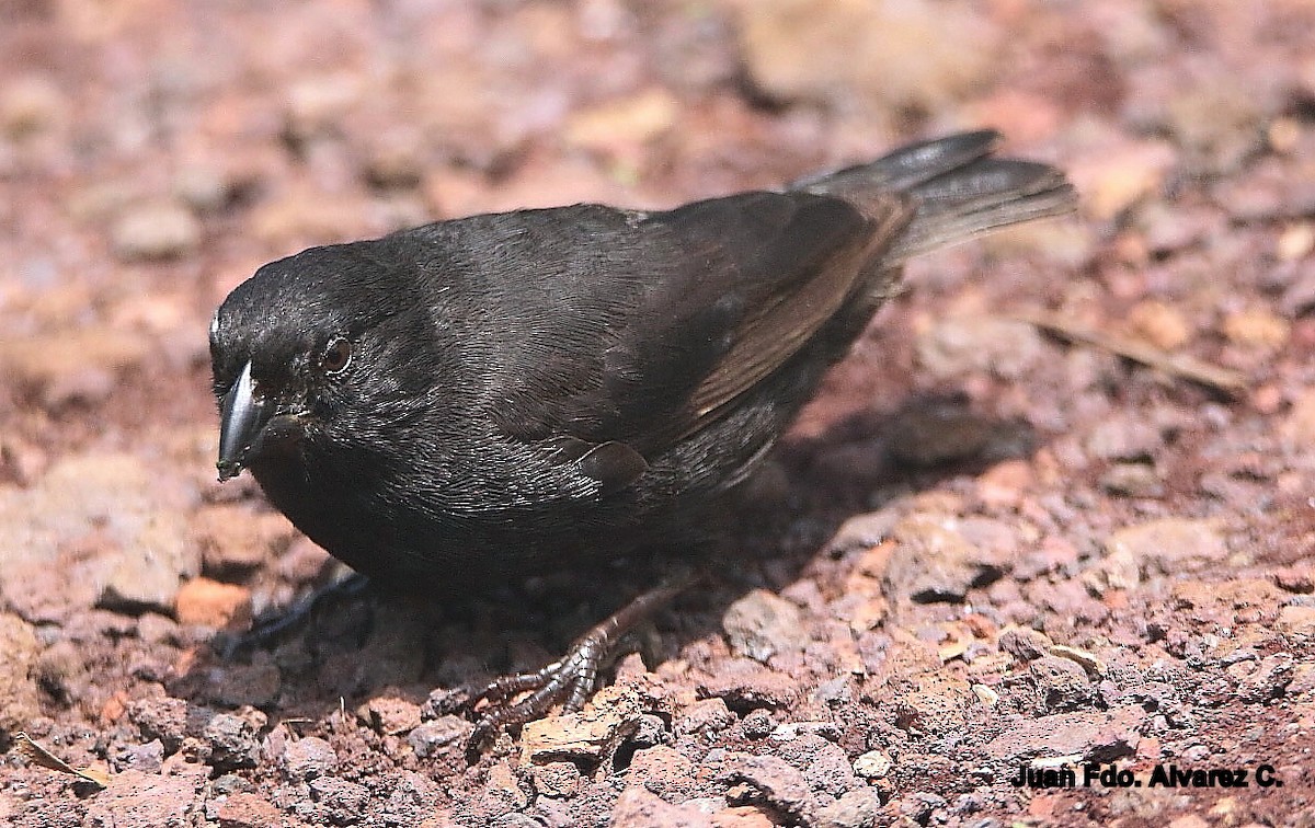 Large Ground-Finch - JUAN FERNANDO ALVAREZ CASTRO