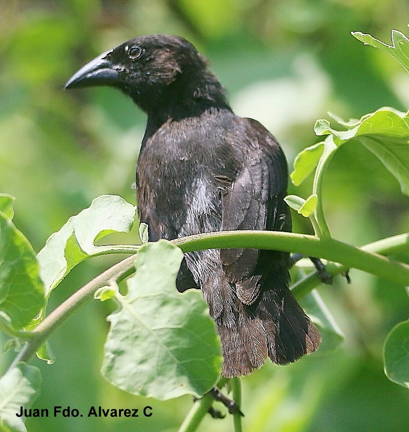 Common Cactus-Finch - ML204217511