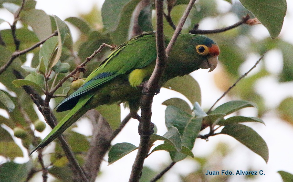 Aratinga Frentinaranja - ML204217801