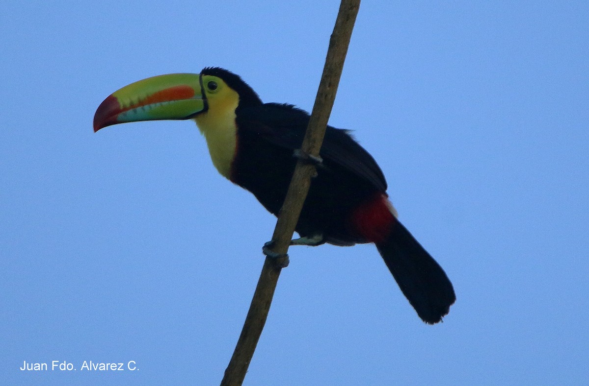 Keel-billed Toucan - JUAN FERNANDO ALVAREZ CASTRO