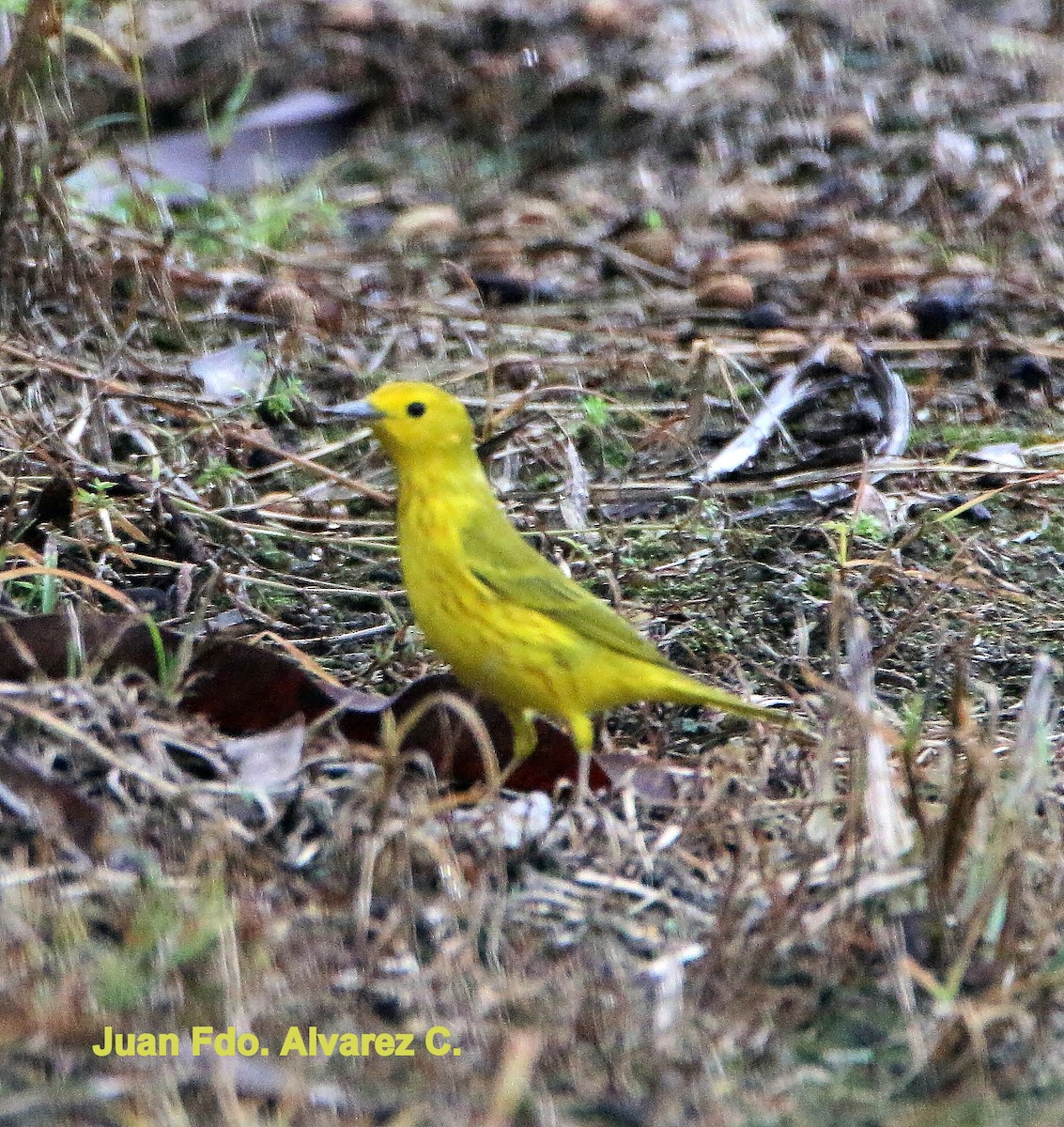 Yellow Warbler - JUAN FERNANDO ALVAREZ CASTRO