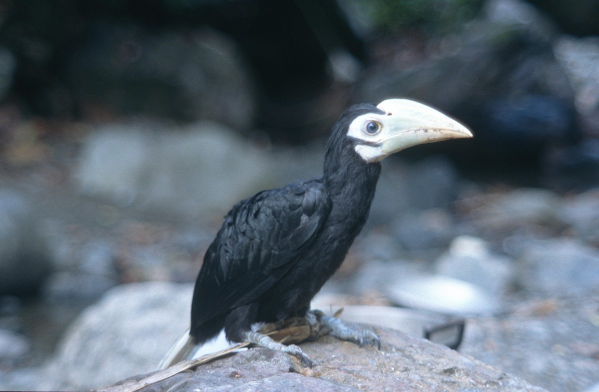 Palawan Hornbill - ML204218061