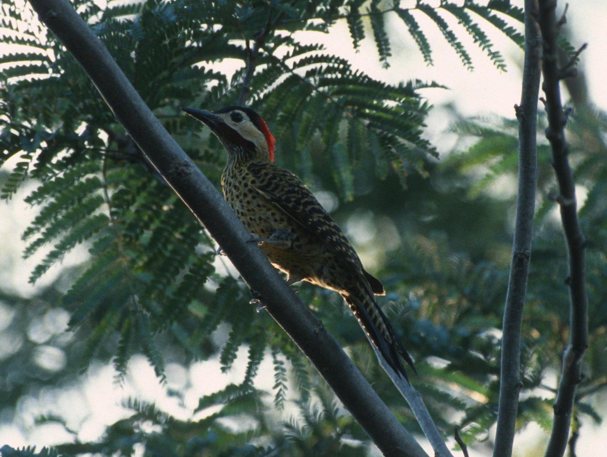 Green-barred Woodpecker (Green-barred) - ML204218451