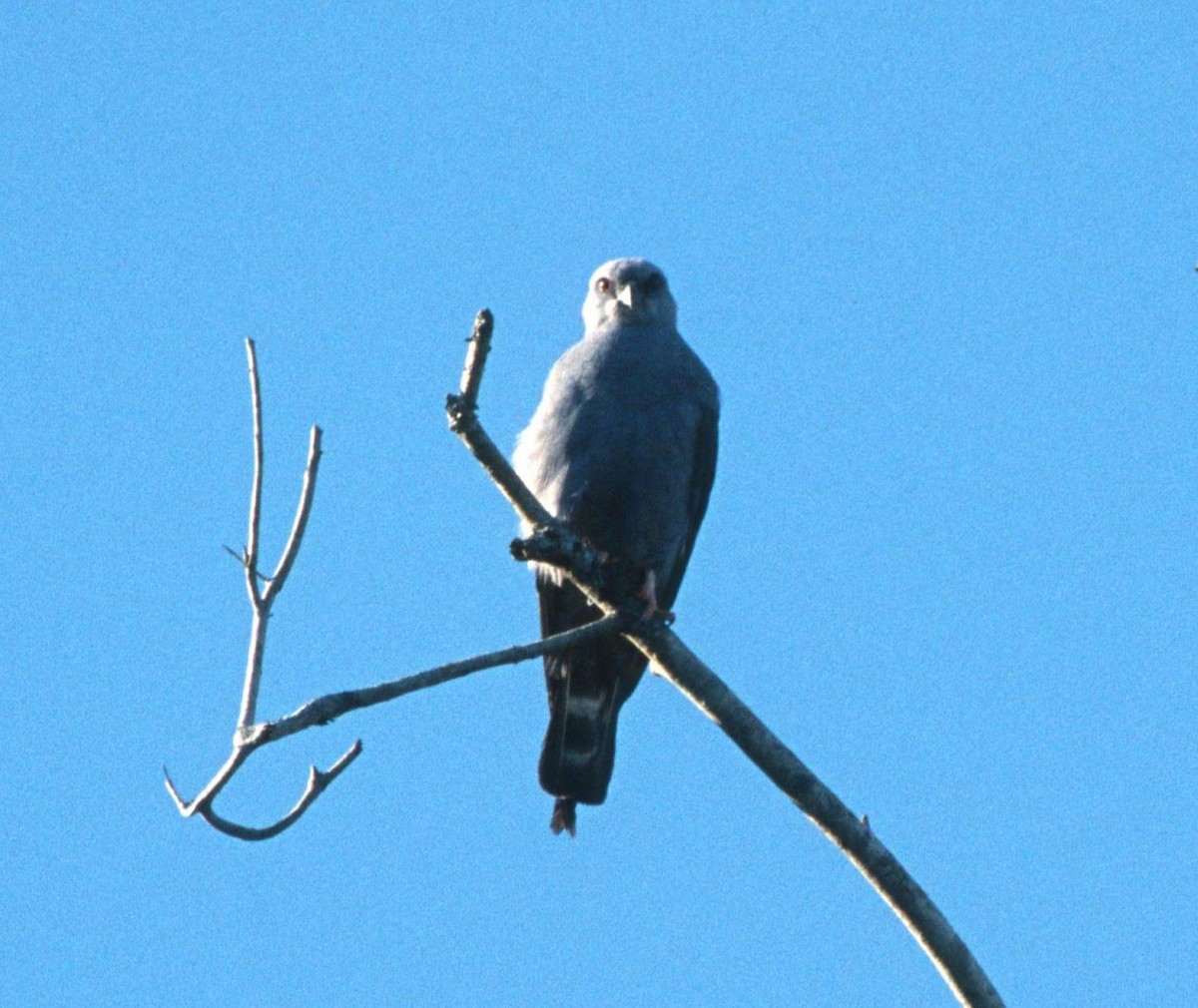 Plumbeous Kite - ML204218611