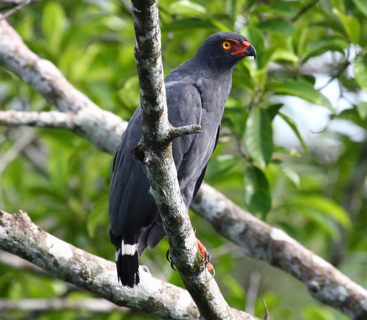 Slate-colored Hawk - ML204218891