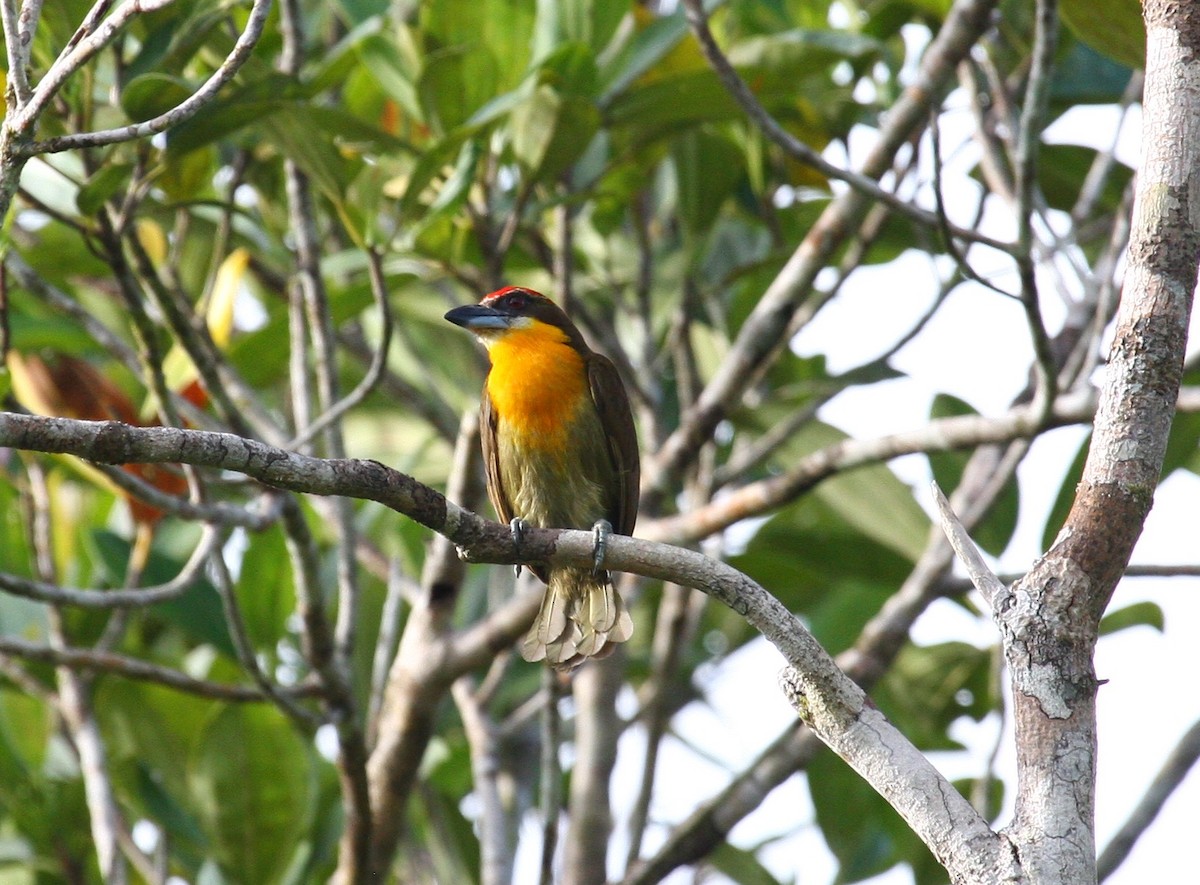 Scarlet-crowned Barbet - ML204218941