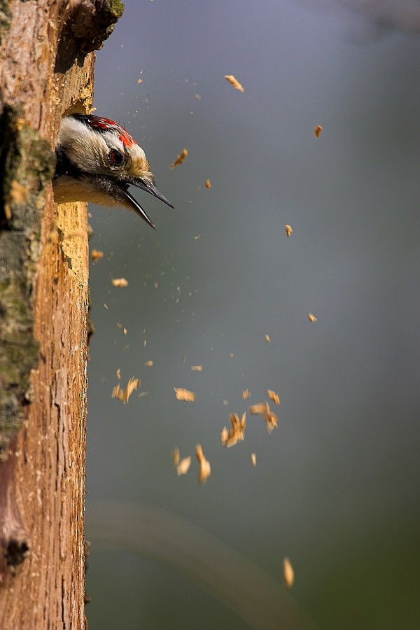 Lesser Spotted Woodpecker - Paweł Wacławik