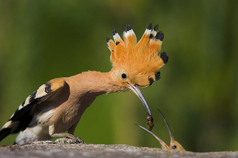 Eurasian Hoopoe - Paweł Wacławik