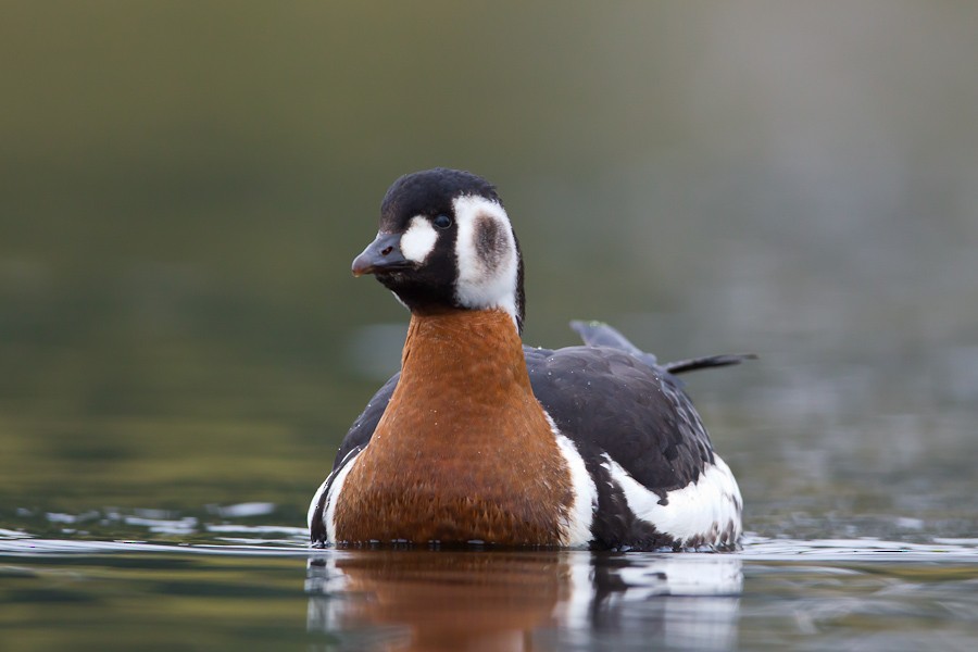 Branta lepagorria - ML204219631