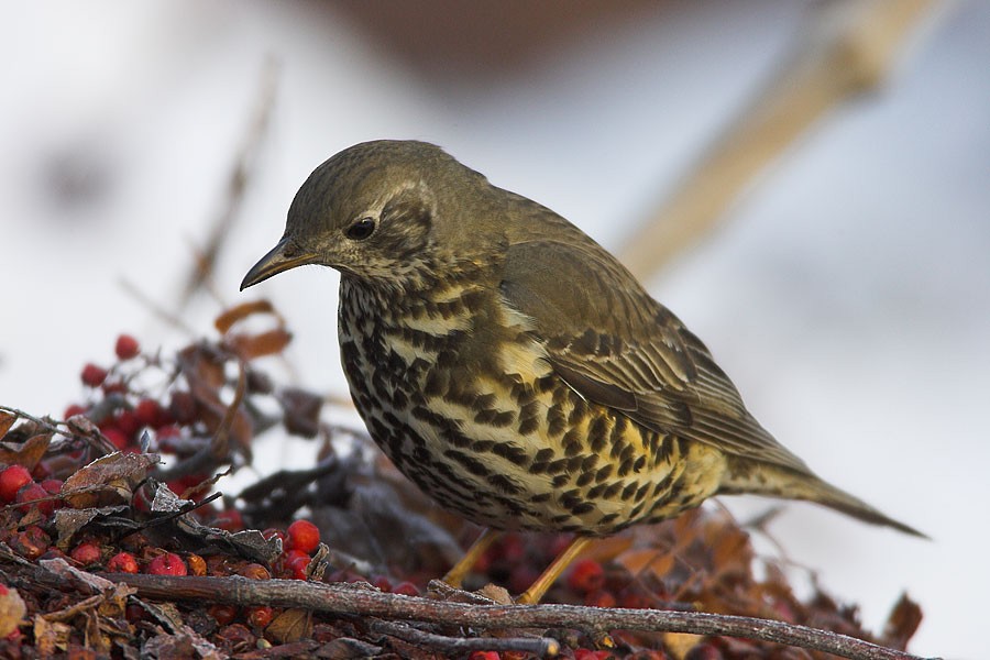 Mistle Thrush - Paweł Wacławik