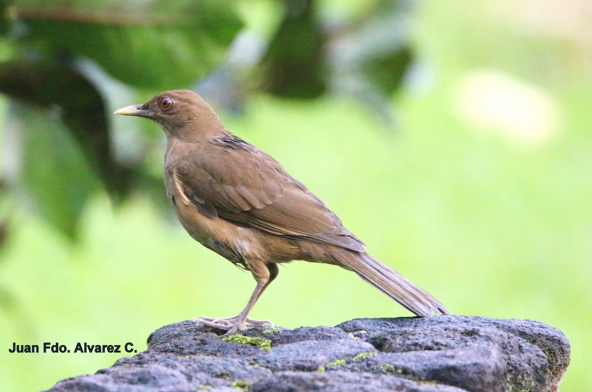 Clay-colored Thrush - ML204220071