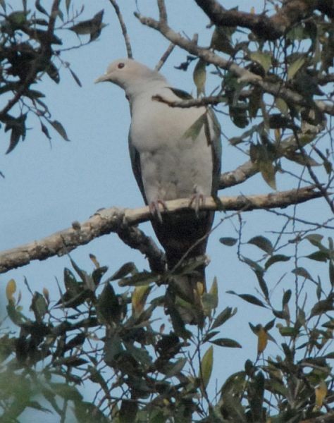 Green Imperial-Pigeon (Green) - Lorenzo Vinciguerra