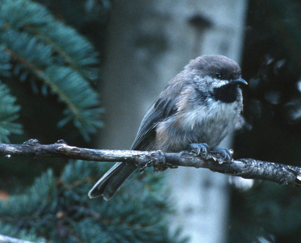 Mésange à tête brune - ML204220911