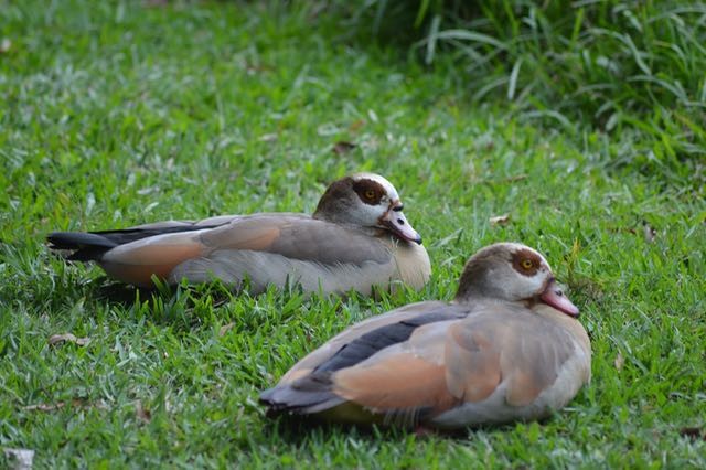 Egyptian Goose - ML204222311