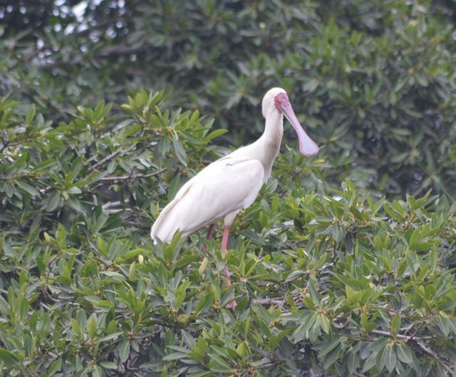 African Spoonbill - ML204222321