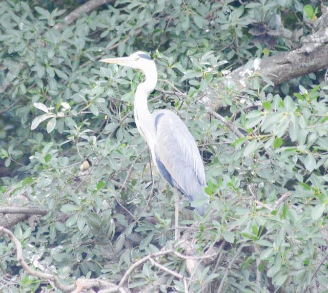 Gray Heron - ML204222331