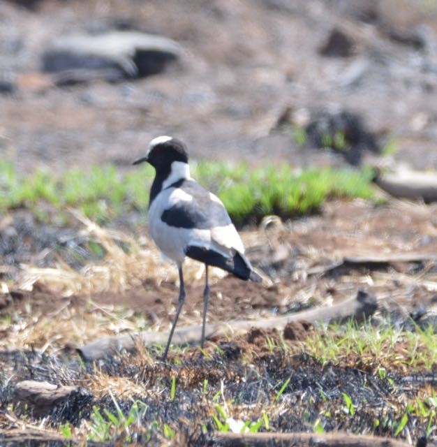 Blacksmith Lapwing - ML204222681