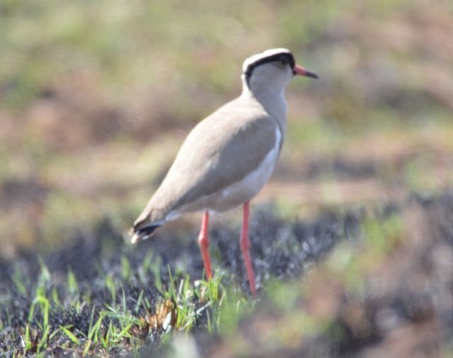 Crowned Lapwing - ML204222691