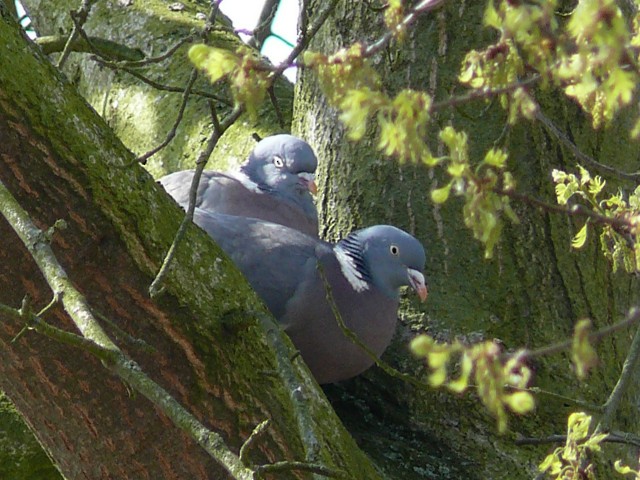 Common Wood-Pigeon - ML204223661