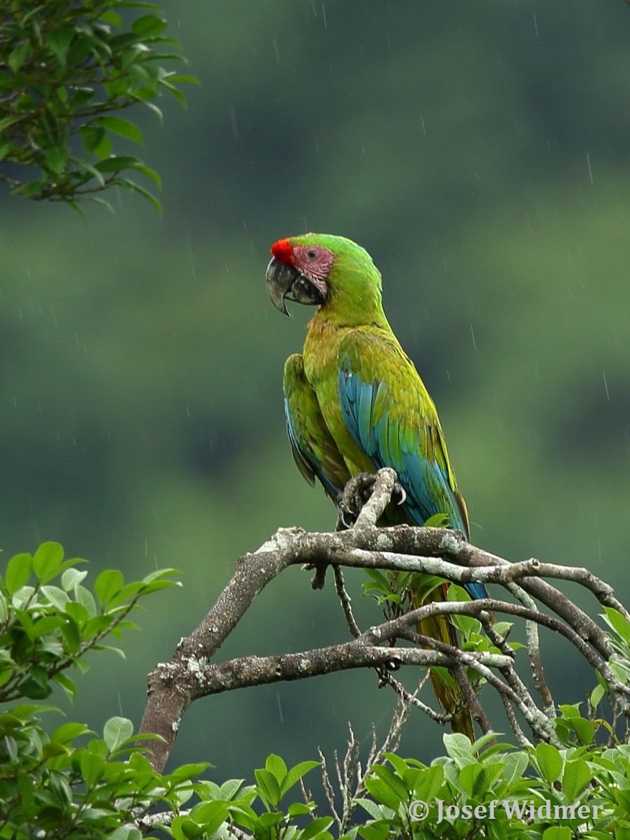 Great Green Macaw - ML204224301