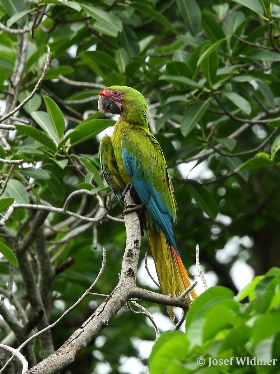 Great Green Macaw - ML204224311