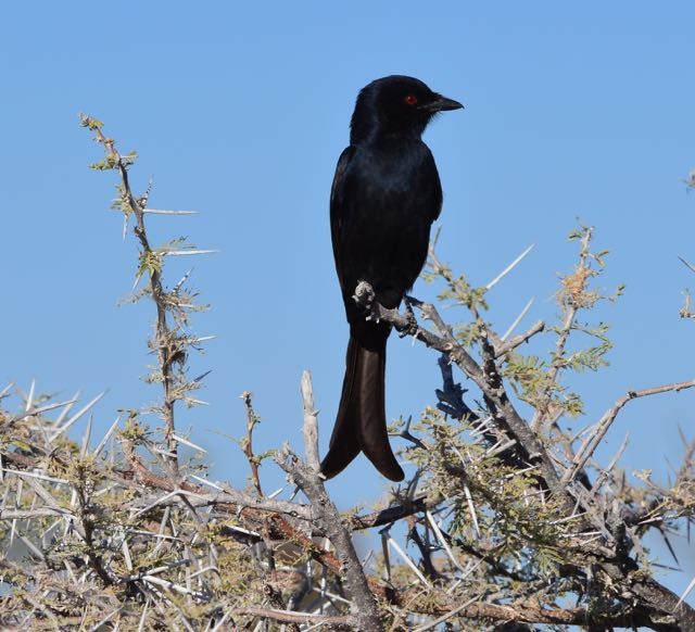 Fork-tailed Drongo (Clancey's) - ML204224891