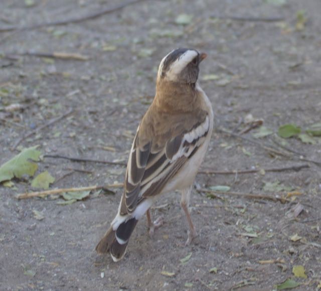 White-browed Sparrow-Weaver (White-tailed) - ML204224951