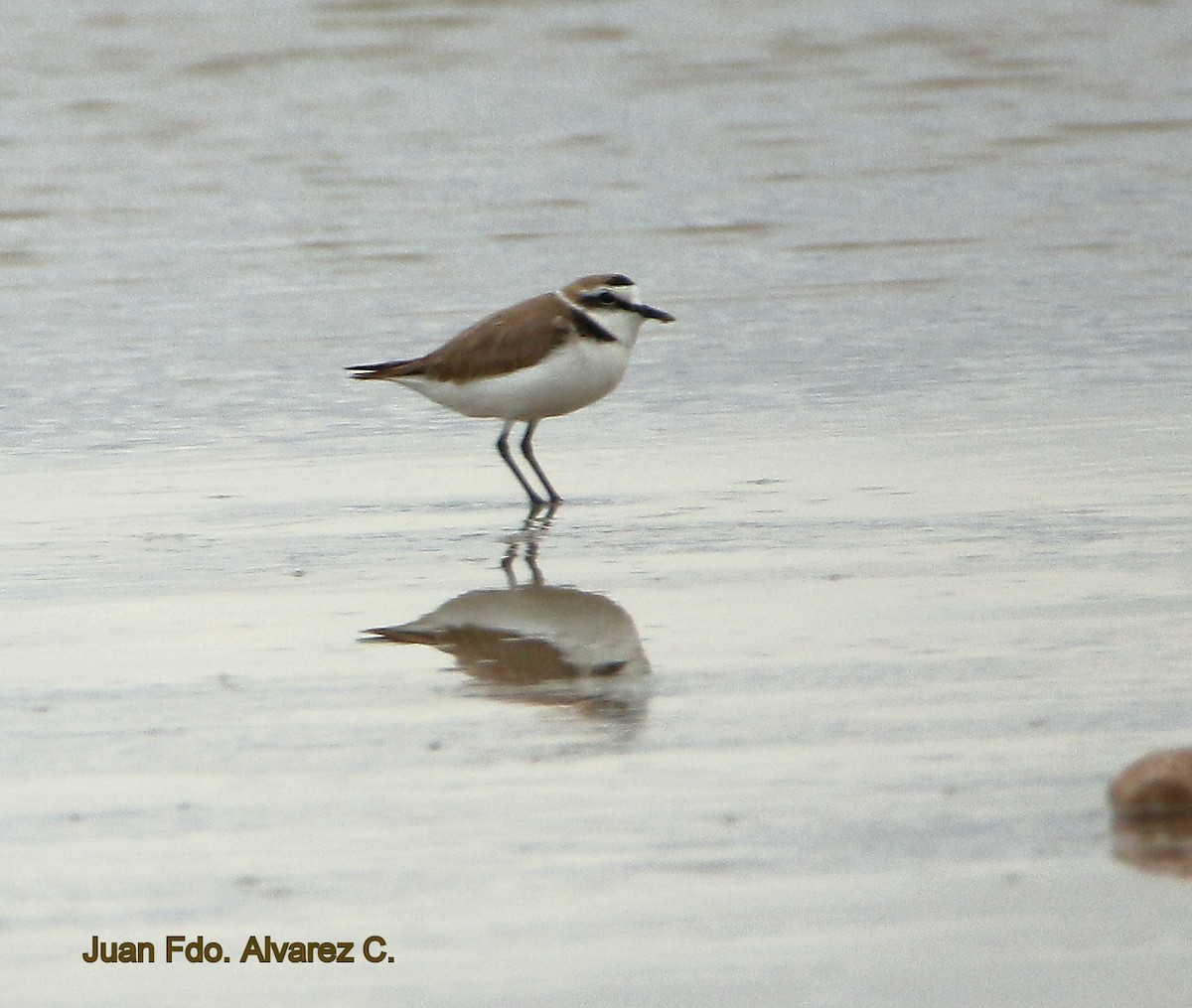 Kentish Plover (Kentish) - ML204225541