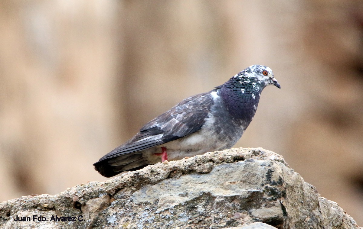 Rock Pigeon - JUAN FERNANDO ALVAREZ CASTRO