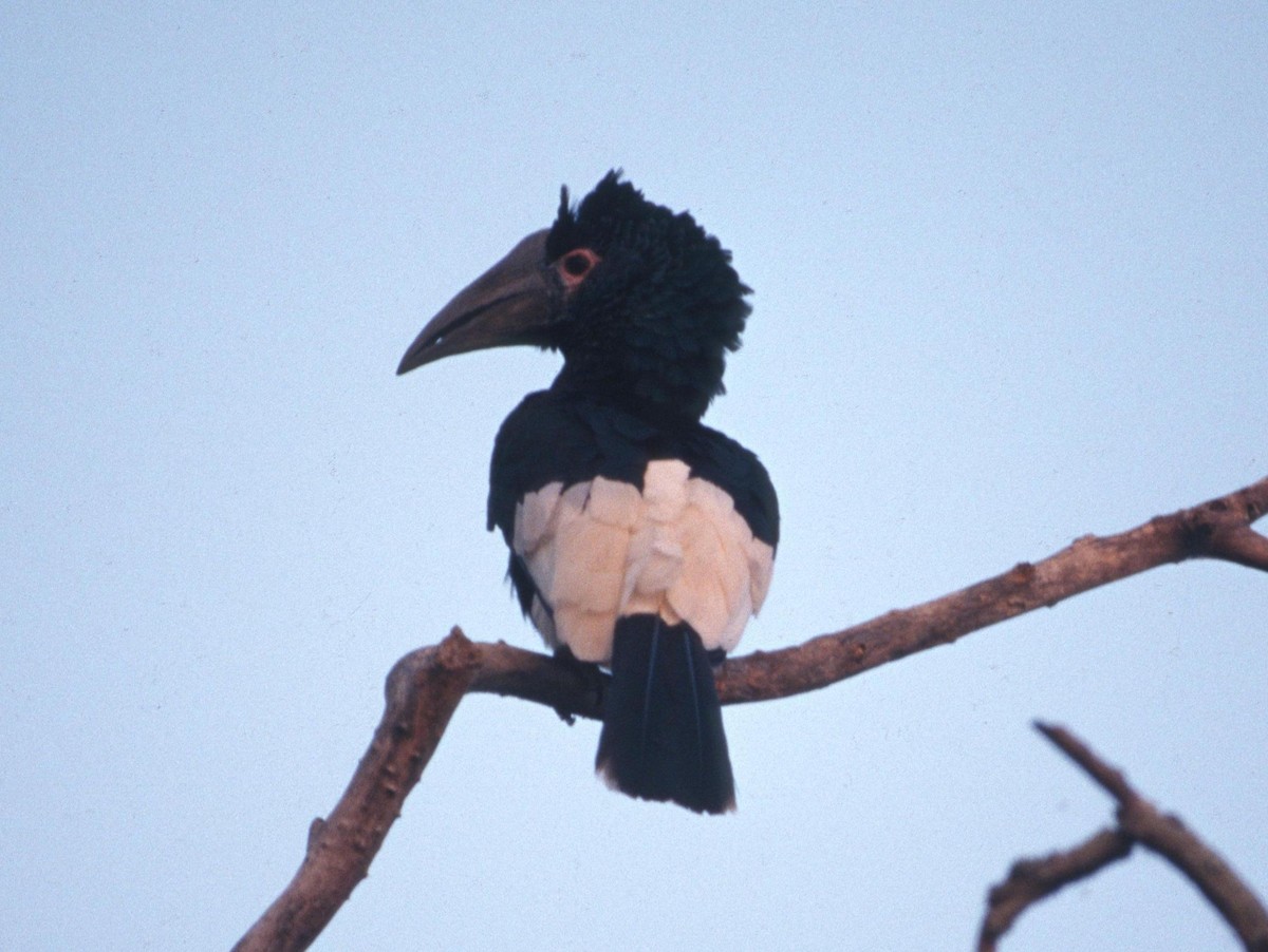 Black-and-white-casqued Hornbill - ML204225871