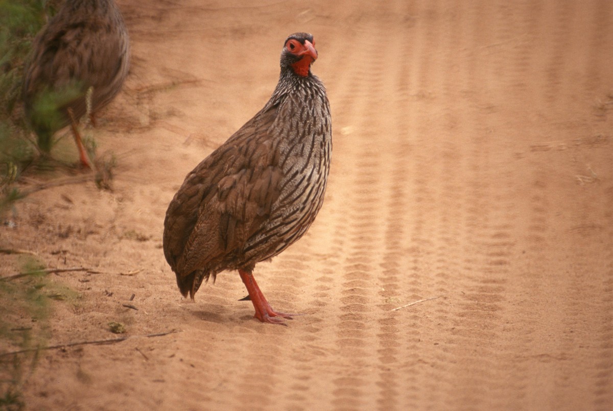 Red-necked Spurfowl (Cranch's) - ML204226491