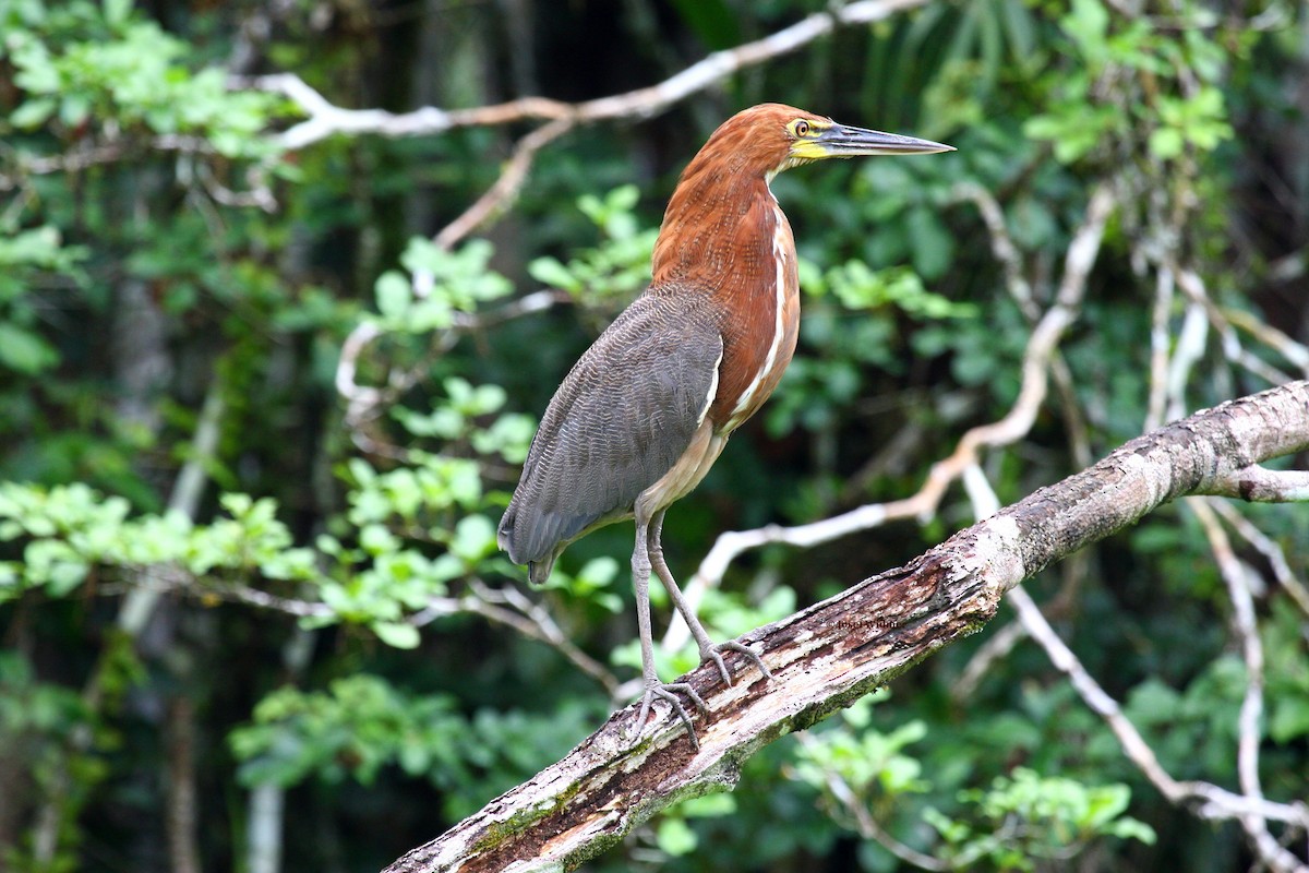 Rufescent Tiger-Heron - ML204227021