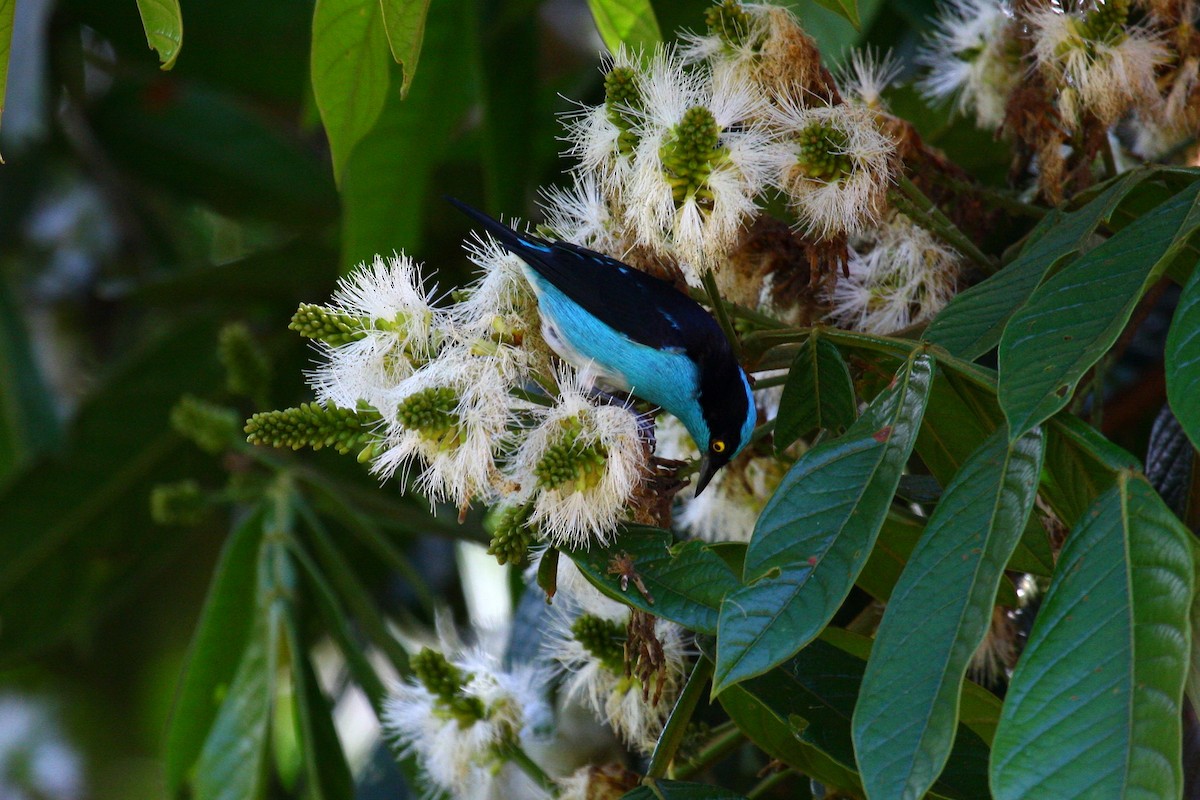 Black-faced Dacnis (Black-faced) - Josef Widmer