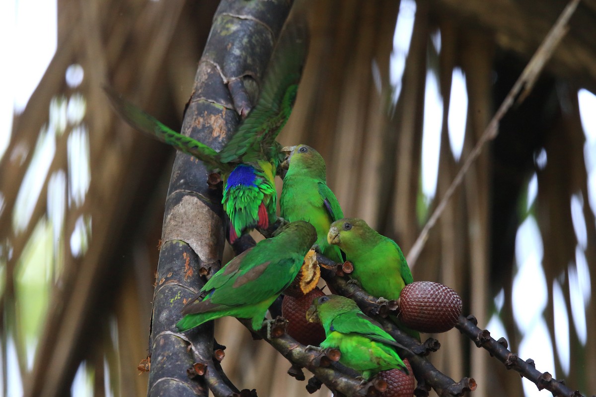 Sapphire-rumped Parrotlet - Josef Widmer