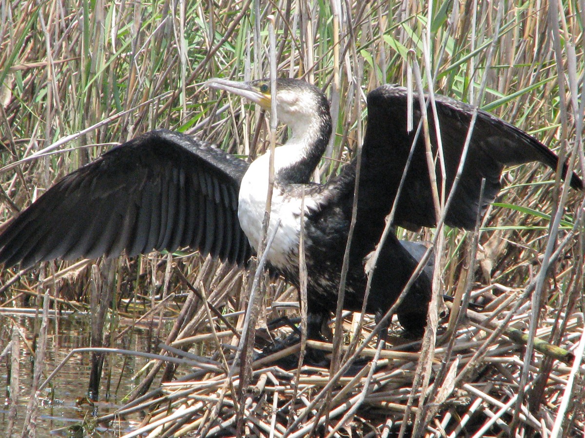 Great Cormorant (White-breasted) - ML204227411