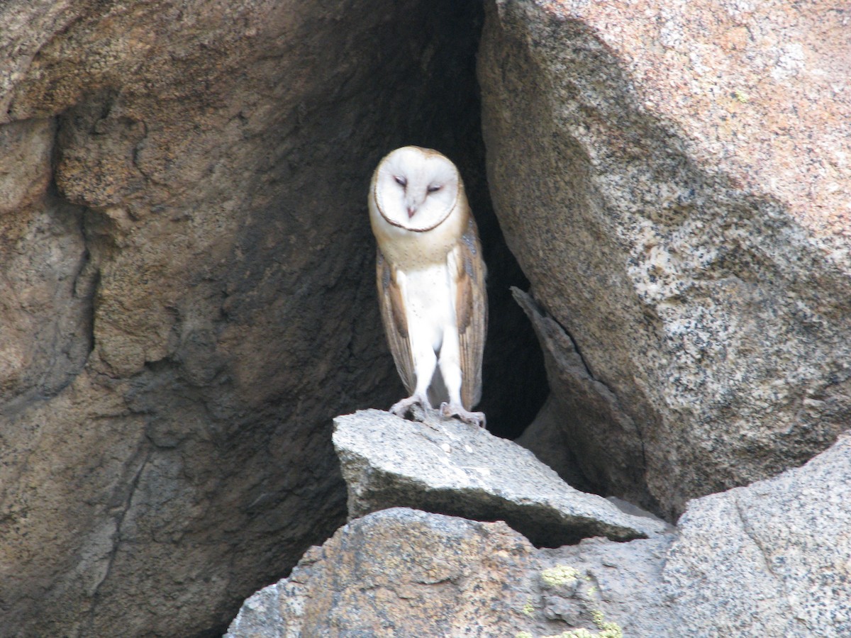 Barn Owl - Conan Guard