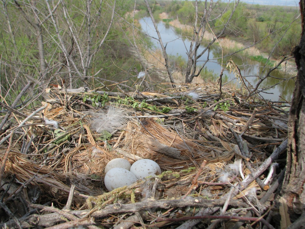 Red-tailed Hawk (calurus/alascensis) - Conan Guard