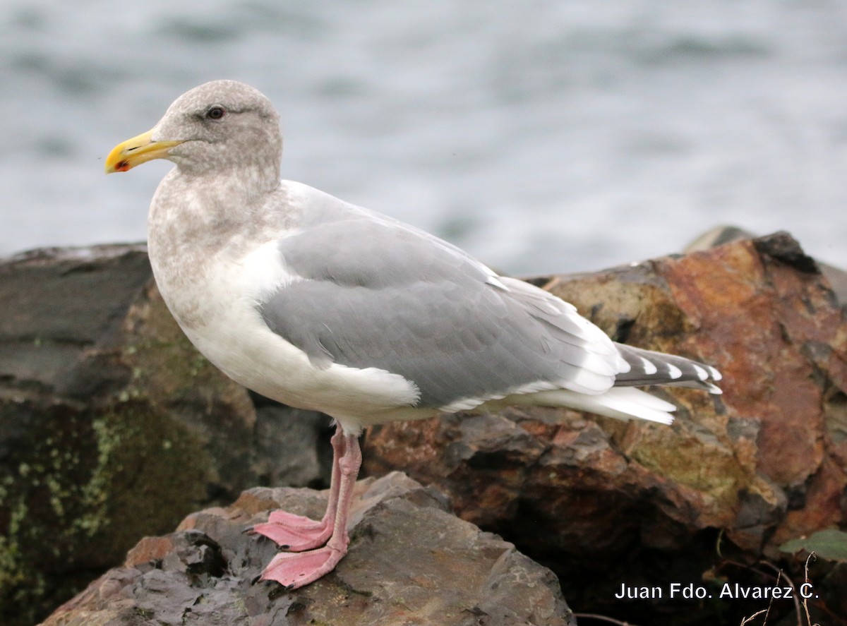 Western x Glaucous-winged Gull (hybrid) - JUAN FERNANDO ALVAREZ CASTRO