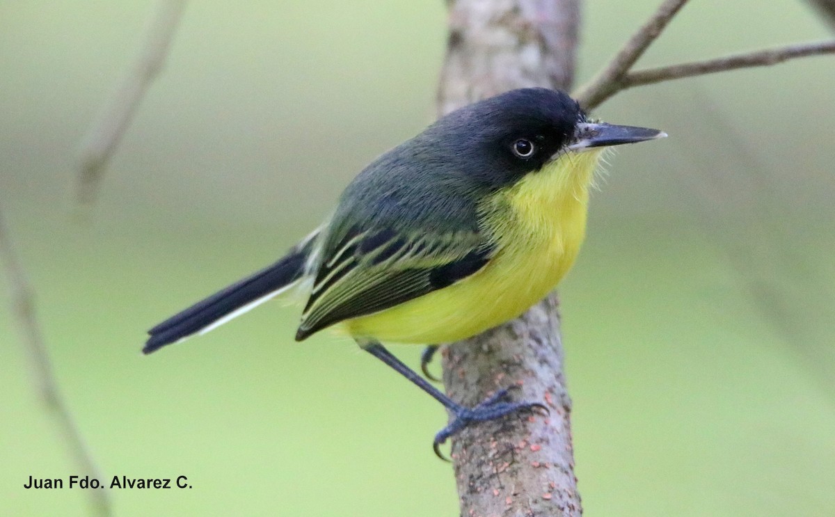 Common Tody-Flycatcher (cinereum Group) - JUAN FERNANDO ALVAREZ CASTRO