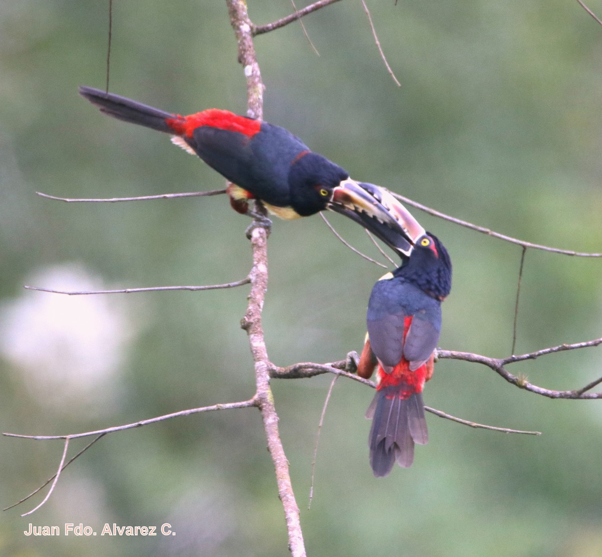 Collared Aracari (Collared) - JUAN FERNANDO ALVAREZ CASTRO