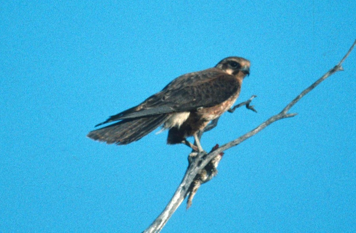 Brown Falcon - ML204228521