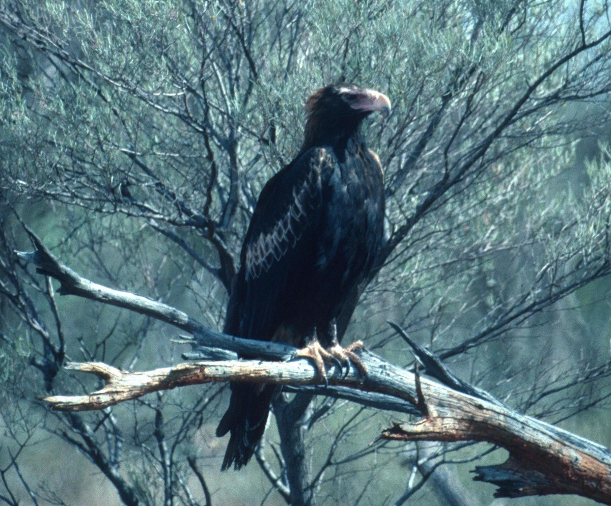 Wedge-tailed Eagle - ML204228611